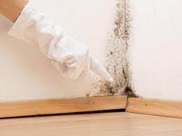 Best Mold Documentation for Insurance Claims  in USA